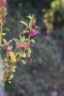 Image of spotted snapweed