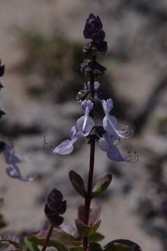 Image de Plectranthus pentheri (Gürke) van Jaarsv. & T. J. Edwards