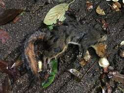 Image of Asian Red-cheeked Squirrel