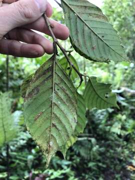 Image of Ticodendron