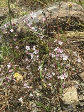 Image of Marin dwarf-flax