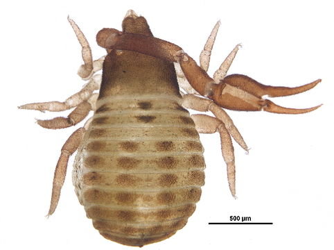Image of Geogarypidae