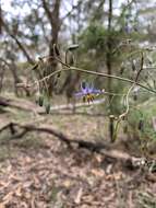 Image of Blueberry Flax Lily