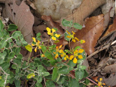 صورة Gaudichaudia cycloptera (DC.) W. R. Anderson