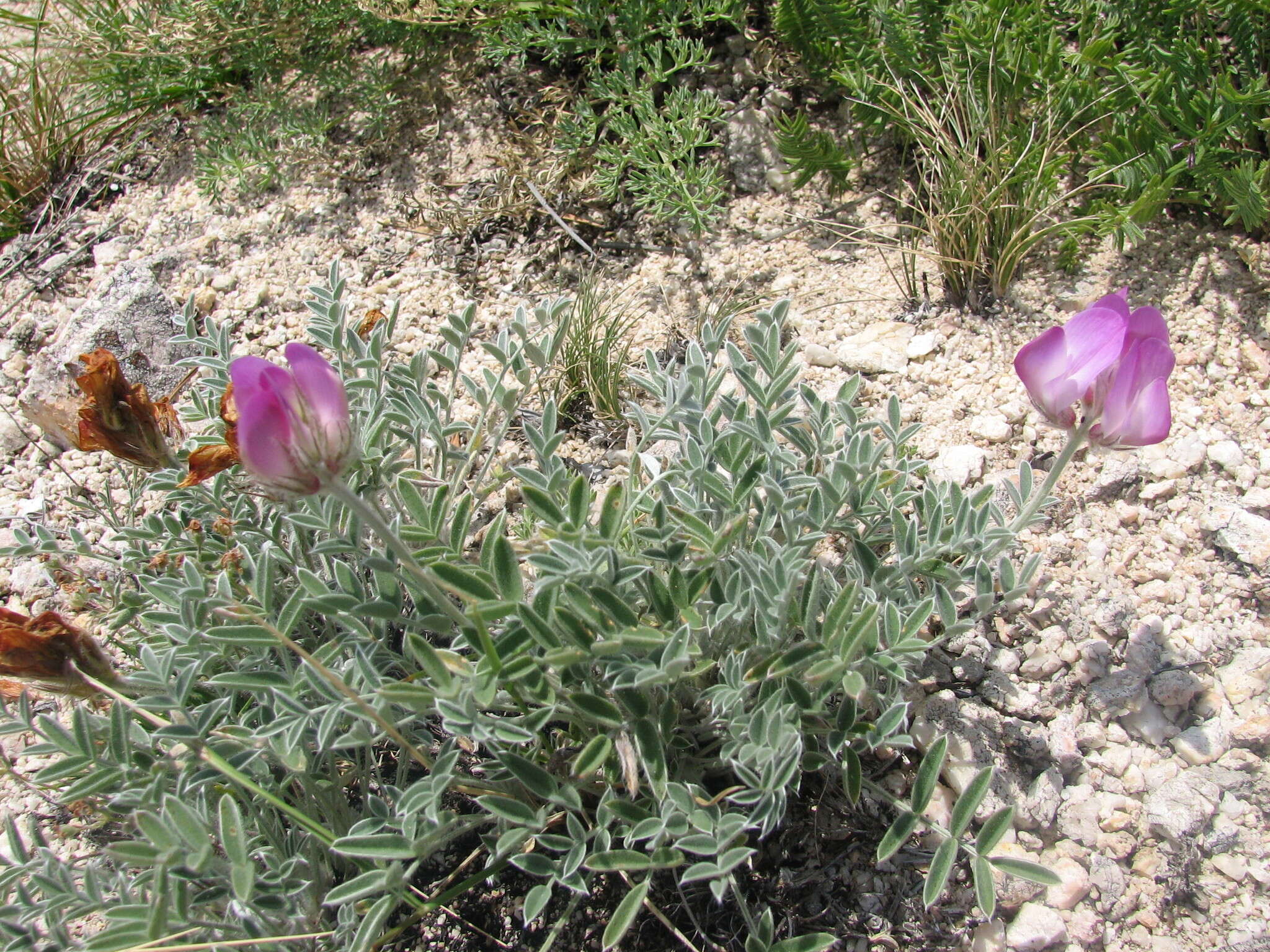 Image of Hedysarum zundukii Peschkova