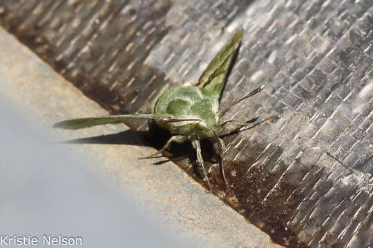 Proserpinus clarkiae (Boisduval 1852) resmi