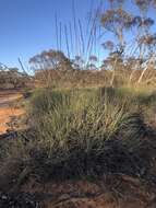 Image of Triodia scariosa N. T. Burb.