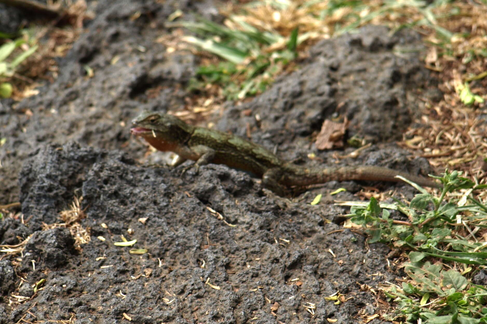 Image of Graphic Spiny Lizard