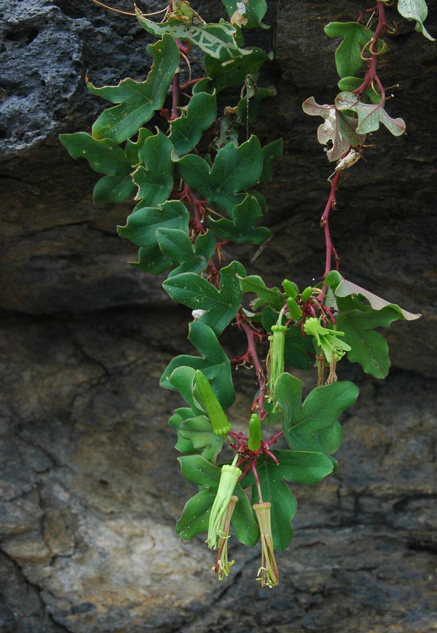 Image of Passiflora viridiflora Cav.