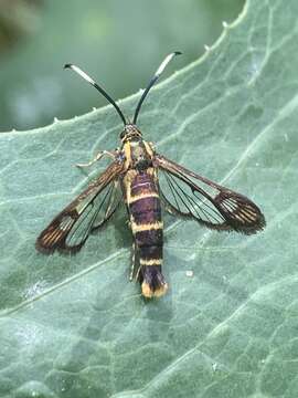 Image of Eupatorium Borer Moth