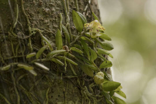 Image of Gastrochilus formosanus (Hayata) Hayata