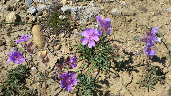 Image of Tuberous Cranesbill