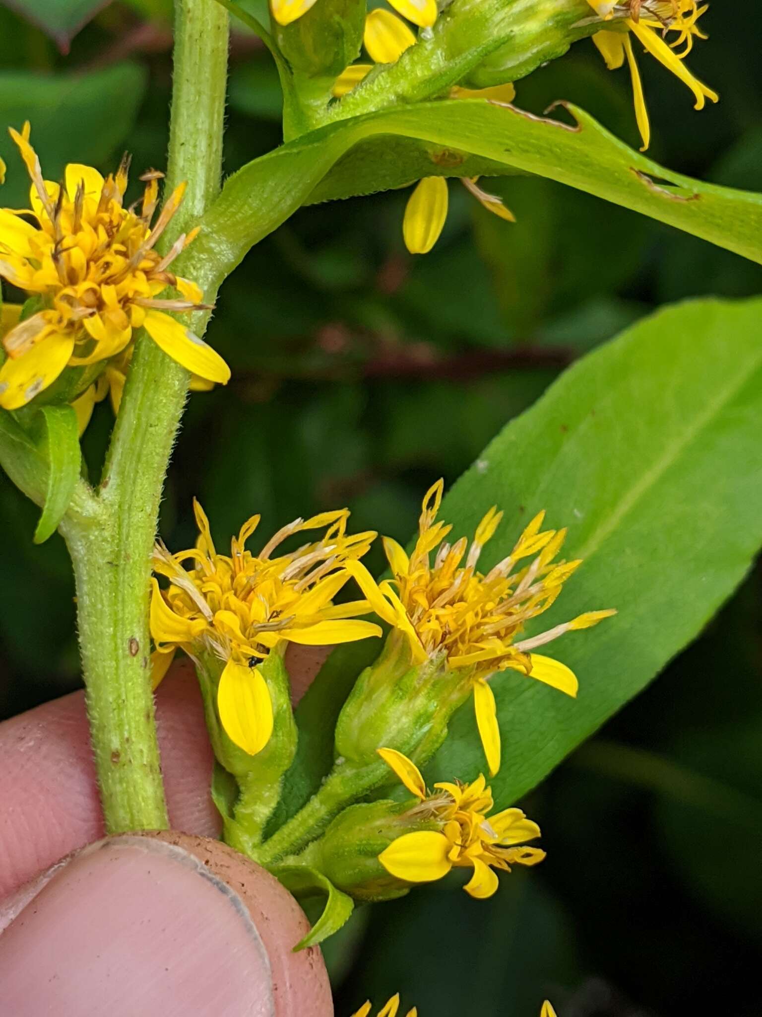 Solidago glomerata Michx. resmi