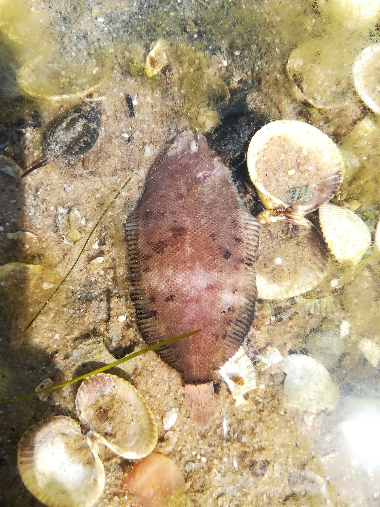 Image of Whiskered sole