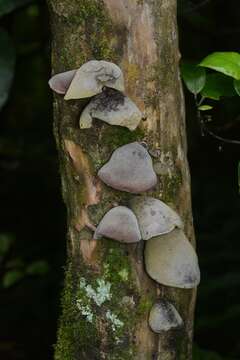 Image of Auricularia cornea Ehrenb. 1820