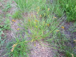 Image of Marsh Straw Sedge