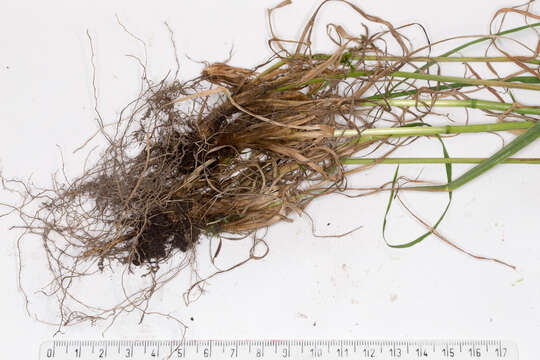 Image of Cocksfoot or Orchard Grass