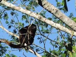 Alouatta palliata mexicana Merriam 1902的圖片