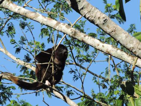 Image de Alouatta palliata mexicana Merriam 1902