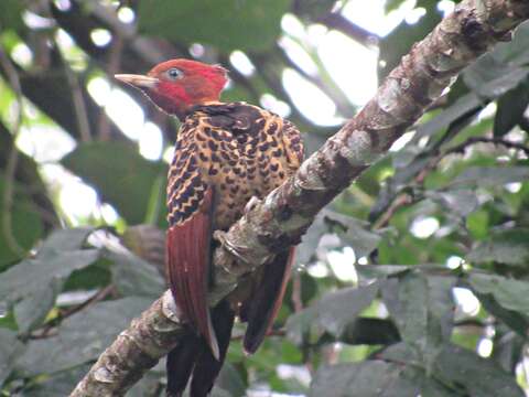 Image of Rufous-headed Woodpecker