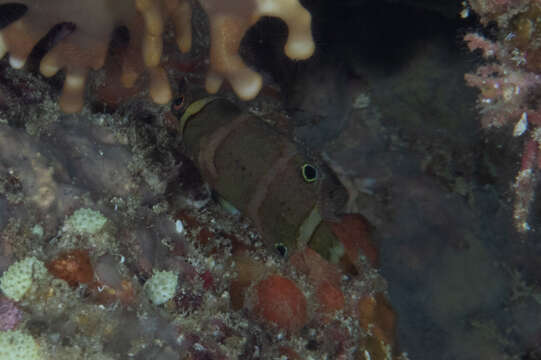 Image of Tanaka's wrasse