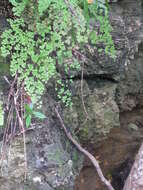 Image of fan maidenhair