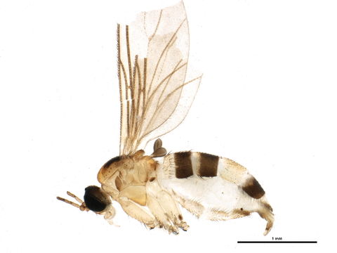 Image of Pseudosciara