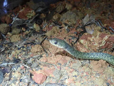 Image of Common Keelback