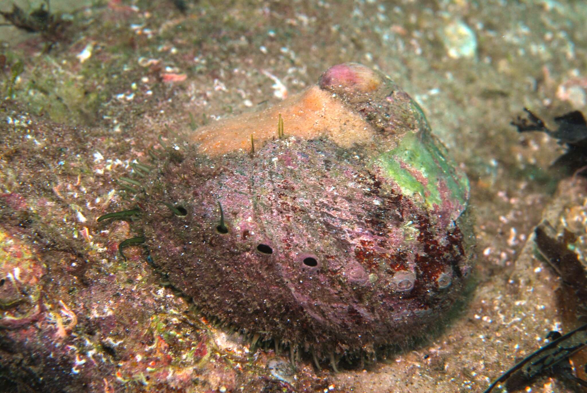 Image of circular ear shell