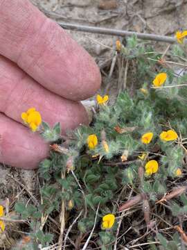 Image of hairy bird's-foot trefoil