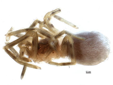 Image of crevice weavers