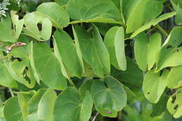 Image of <i>Phanera japonica</i>