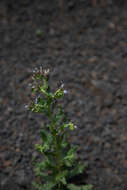 Image of saw phacelia