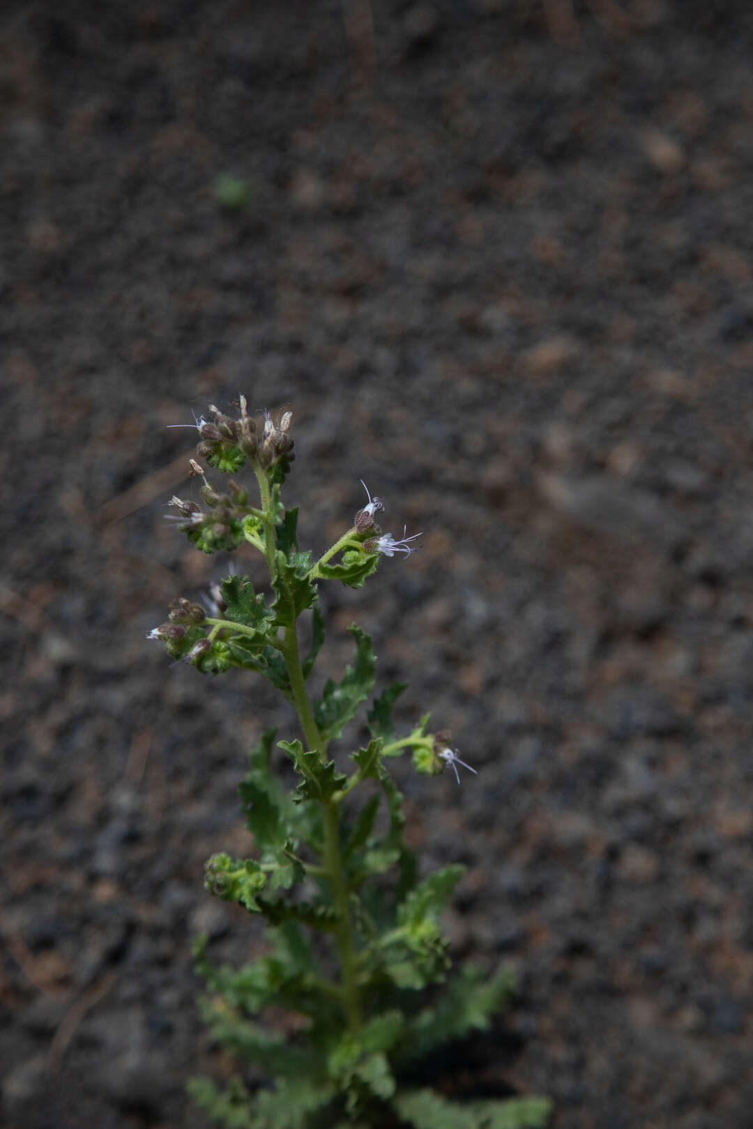 Phacelia serrata J. W. Voss resmi