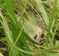 Image of Sierra Green Sulphur