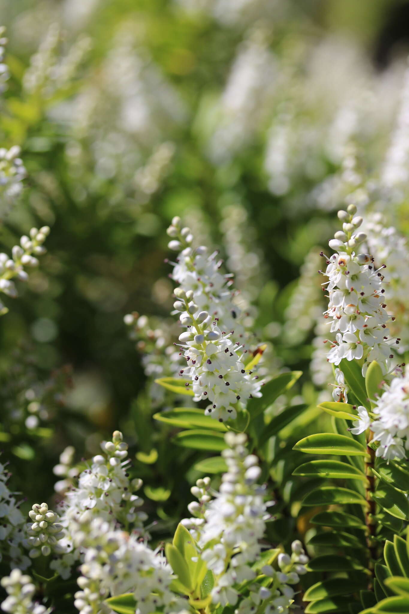 Слика од Veronica rakaiensis J. B. Armstr.