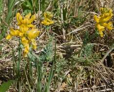 Image de Corydalis curvisiliqua Engelm. ex A. Gray