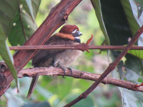 Image of Chestnut-capped Puffbird