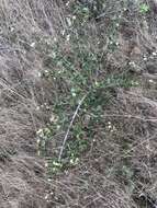 Image of island ceanothus