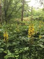 Image de Ligularia stenocephala (Maxim.) Matsum. & Koidz.