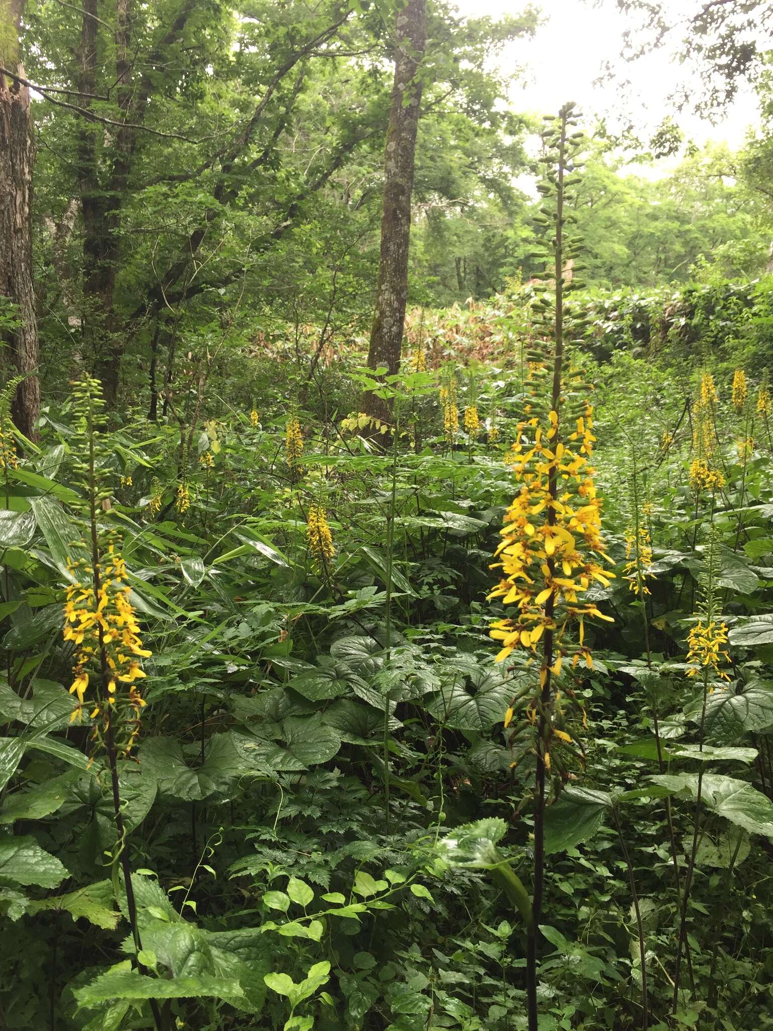 Image de Ligularia stenocephala (Maxim.) Matsum. & Koidz.