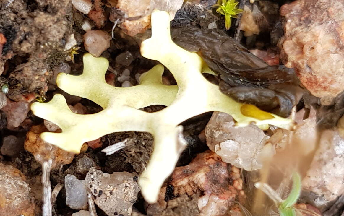 Image of Resurrection lichen