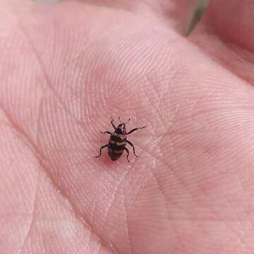 Слика од Tyloderma fasciatus Hustache 1936