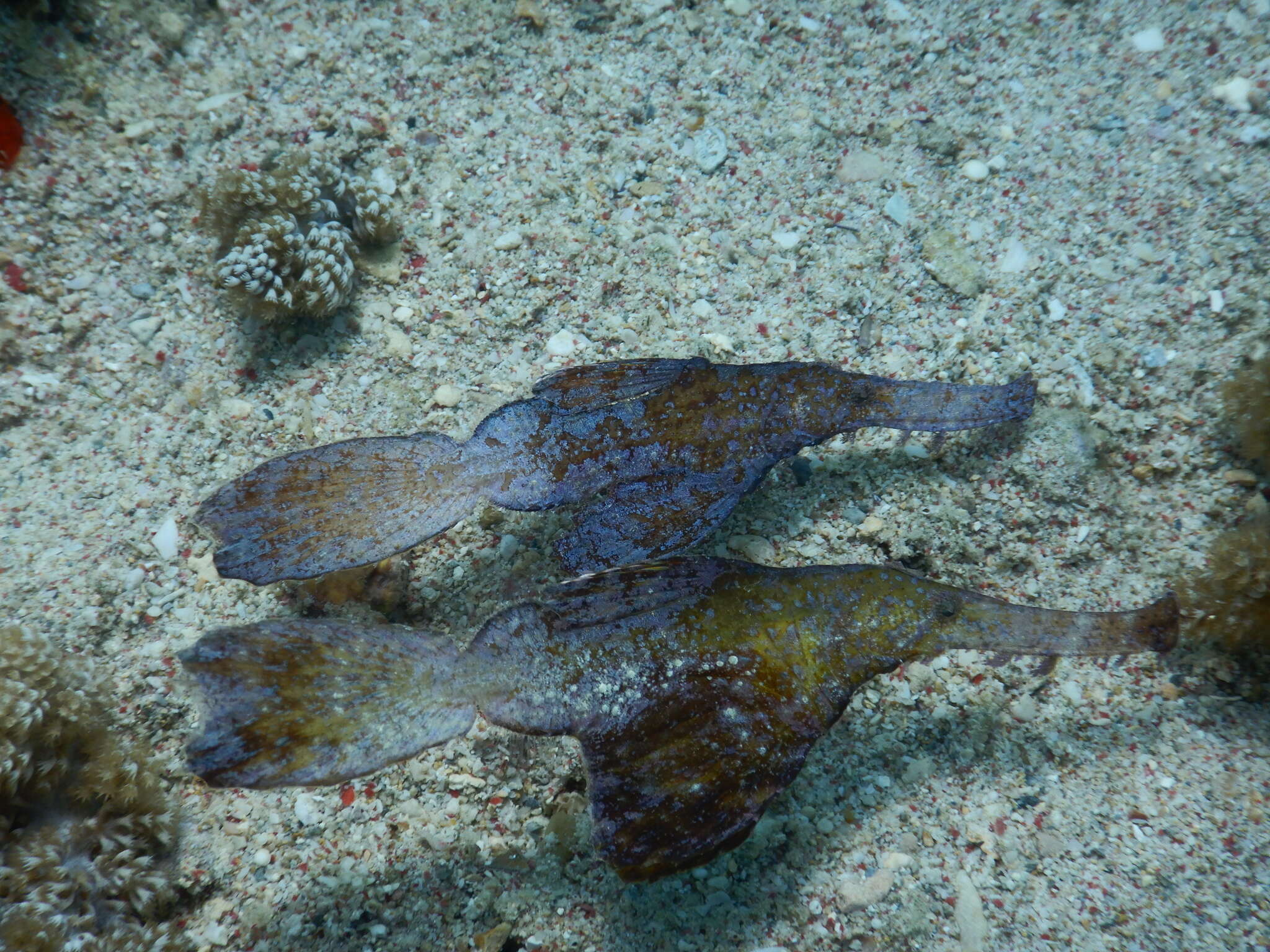 Image of Ghost pipefish