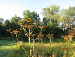 Imagem de Heracleum sosnowskyi Manden.