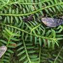 Image of Dichaea trichocarpa (Sw.) Lindl.