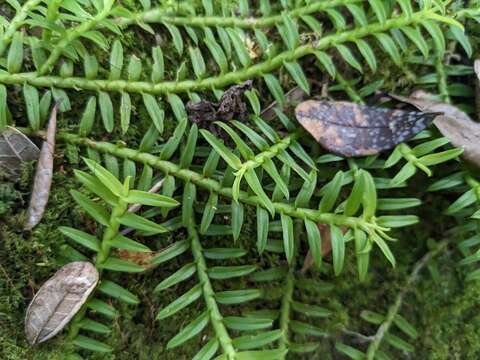 Image of Dichaea trichocarpa (Sw.) Lindl.