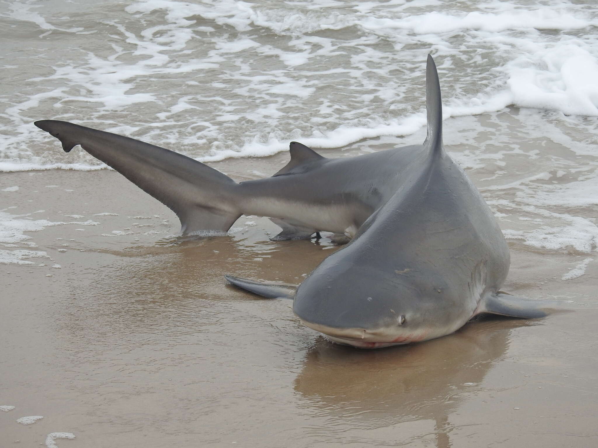 Image of Bull Shark