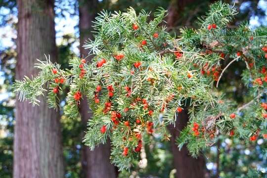 Image of Japanese Yew