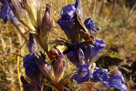 Imagem de Bombus sibiricus (Fabricius 1781)